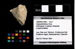 Foto (Objekt + Etikett) von Abyssophthalmus mirus  (NHMW-GEO-1990-0041-3681)